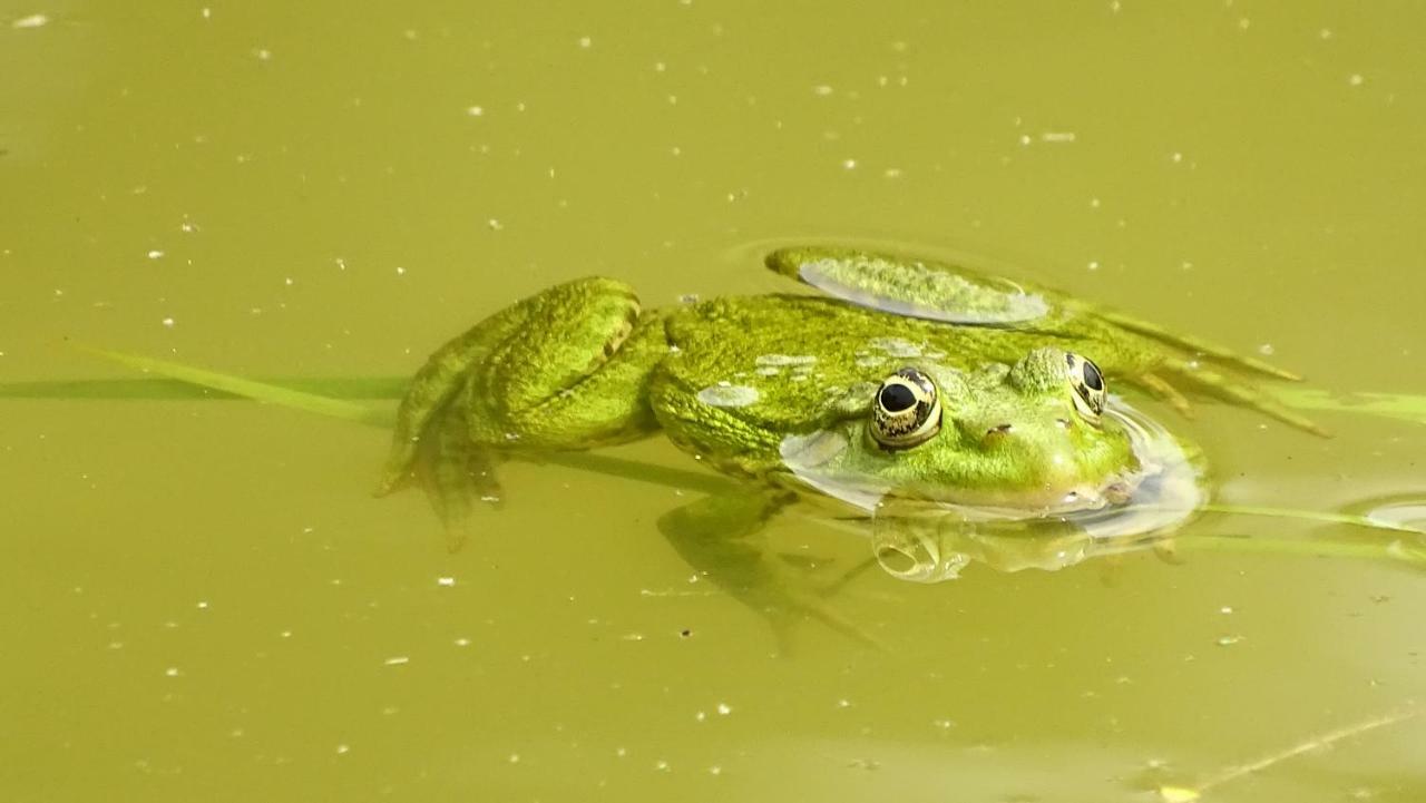 Le Domaine De L'Etang Otel Moncoutant Dış mekan fotoğraf